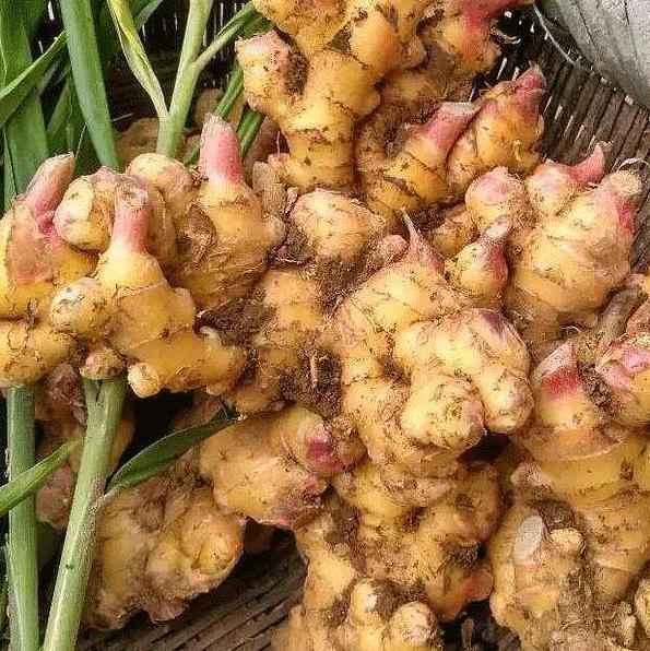 黄姜药材种植利润,种植黄姜的市场前景