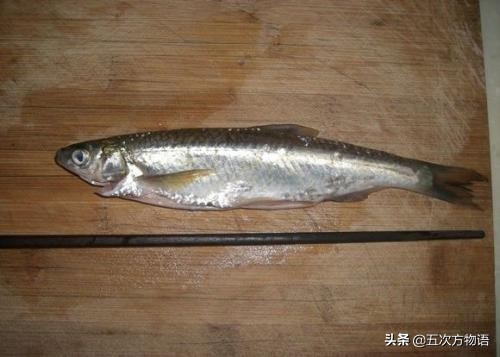 黑龙江特色养殖鱼类,黑龙江名贵鱼种图片