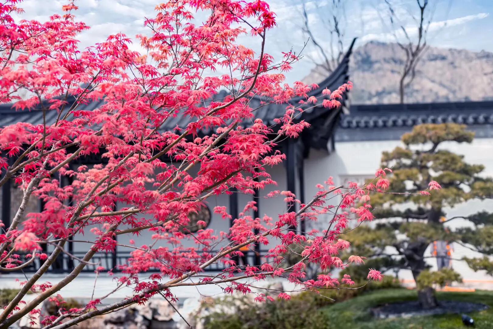 对不起雅阁,我不能不爱你!再开一篇解读雅阁问题!