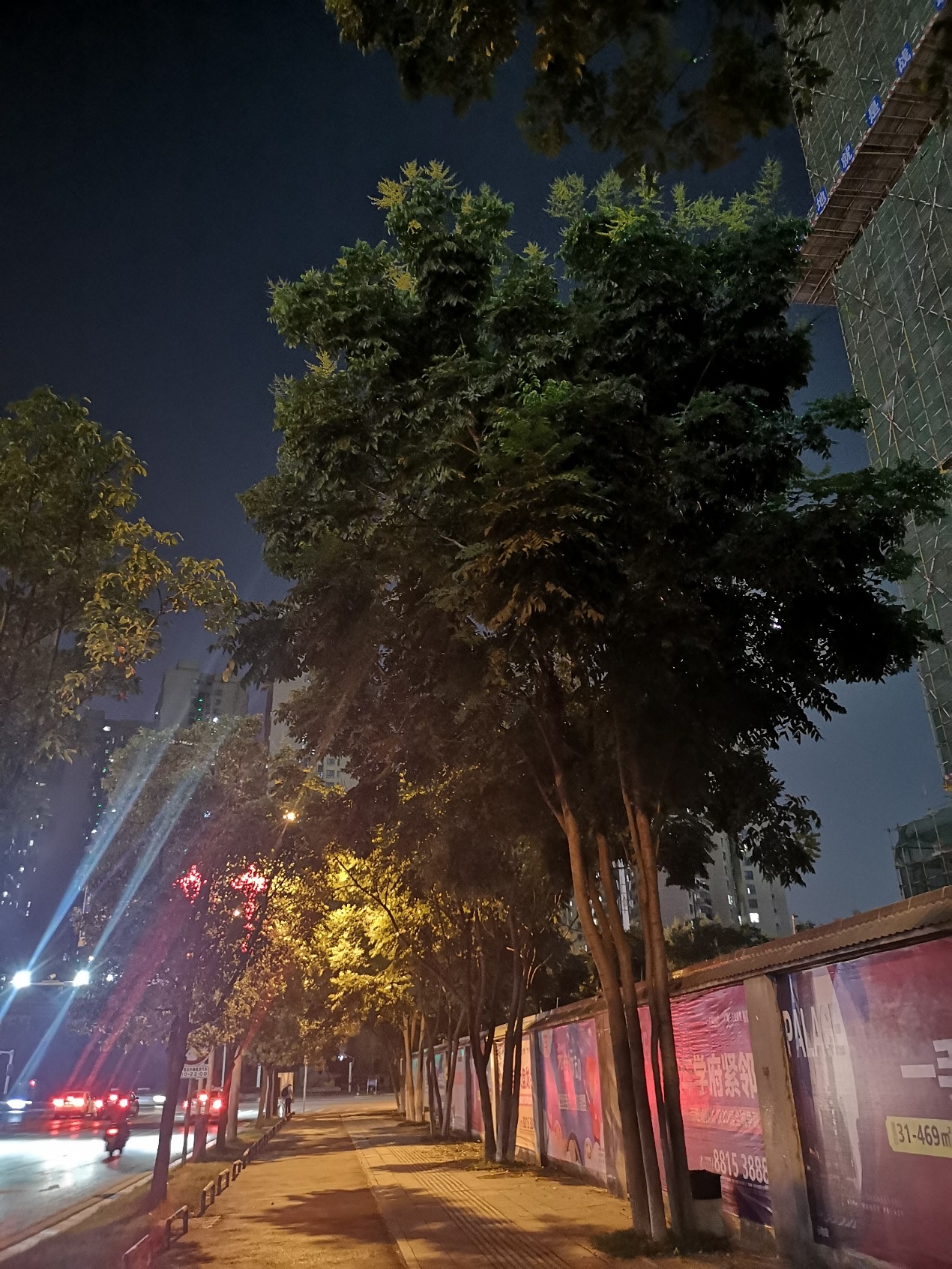 栾树能作为行道树吗,栾树城市行道树