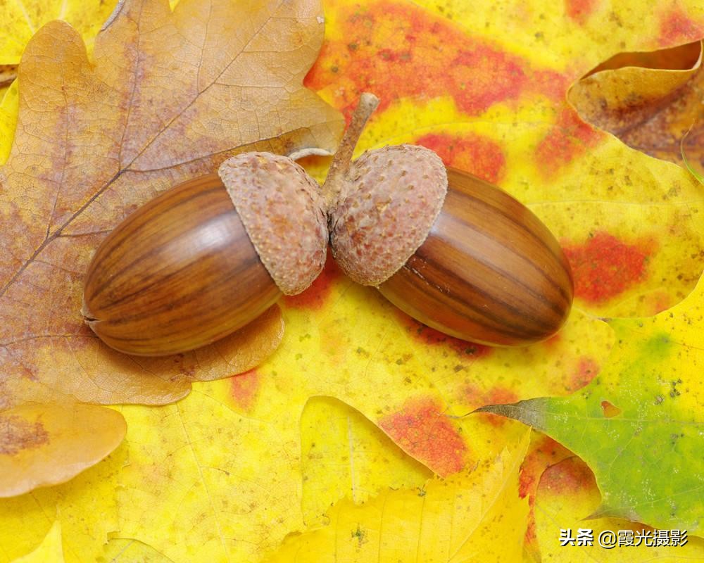 松鼠最爱吃什么橡子果,松鼠最爱的橡果