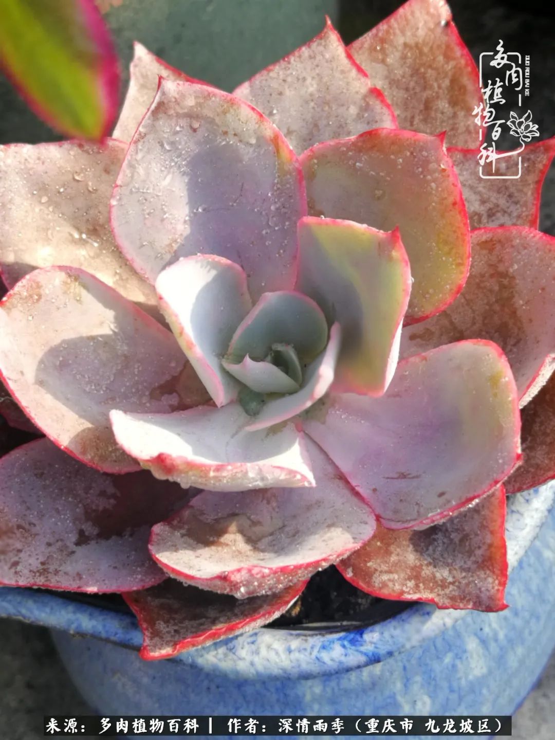 在重庆养多肉养的是一种信仰,重庆养多肉适合用什么土