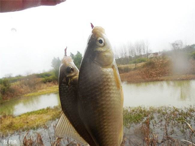 鱼儿的眼视力好不好,鱼儿的眼睛能看见东西吗