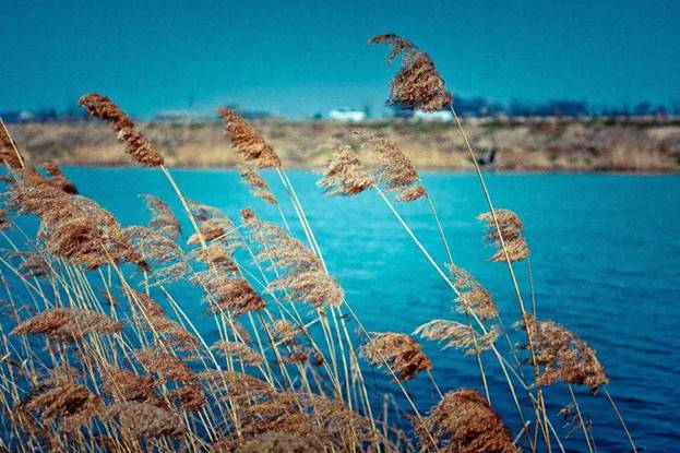 阎良最美石川河,阎良石川河秋日美景