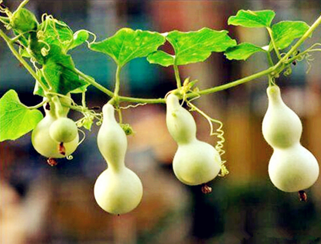 葫芦种阳台上怎么授粉,阳台上种小葫芦怎样架起来