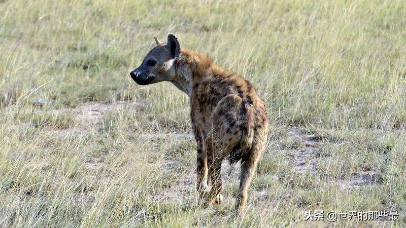 史上最凶猛的老虎捕食猎物,老虎捕食哪里的老虎最厉害