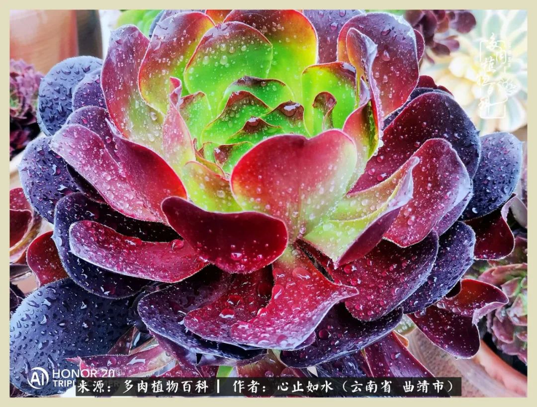 感谢陪伴感恩所有的遇见,让每个人都能感受到多肉的美好