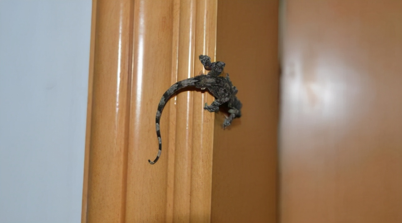 对人无毒的壁虎为何是五毒之一,人畜无害的壁虎为什么无毒