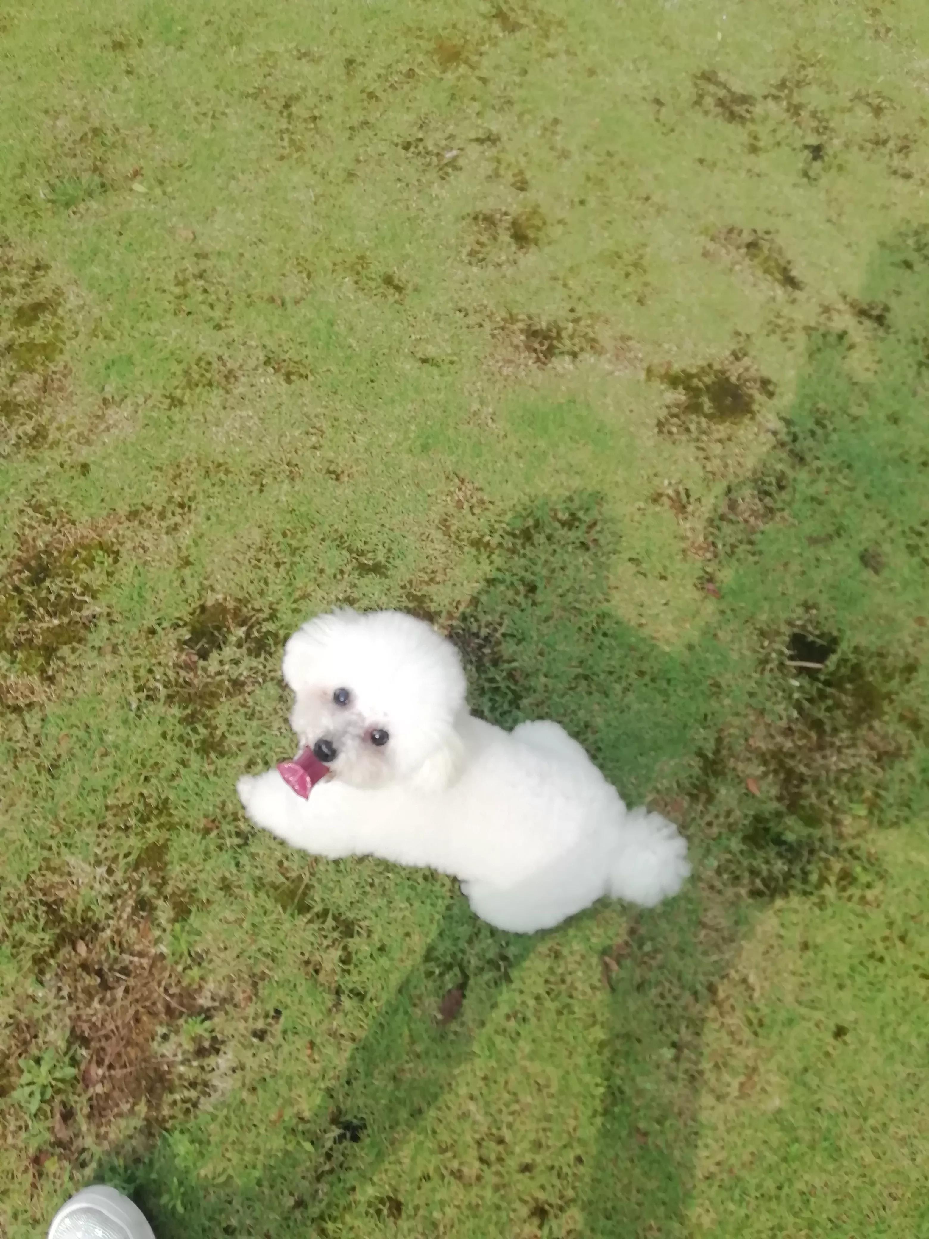 2个月泰迪狗狗怎么养,泰迪狗狗几个月性成熟