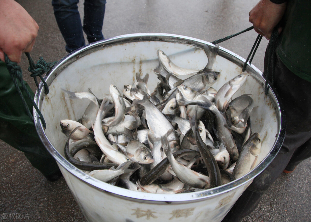 四大家鱼鲤鱼,我国的四大家鱼都是哪几个