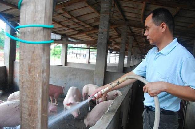 猪睡觉地方太热中暑怎么办,猪轻微中暑了怎么解决