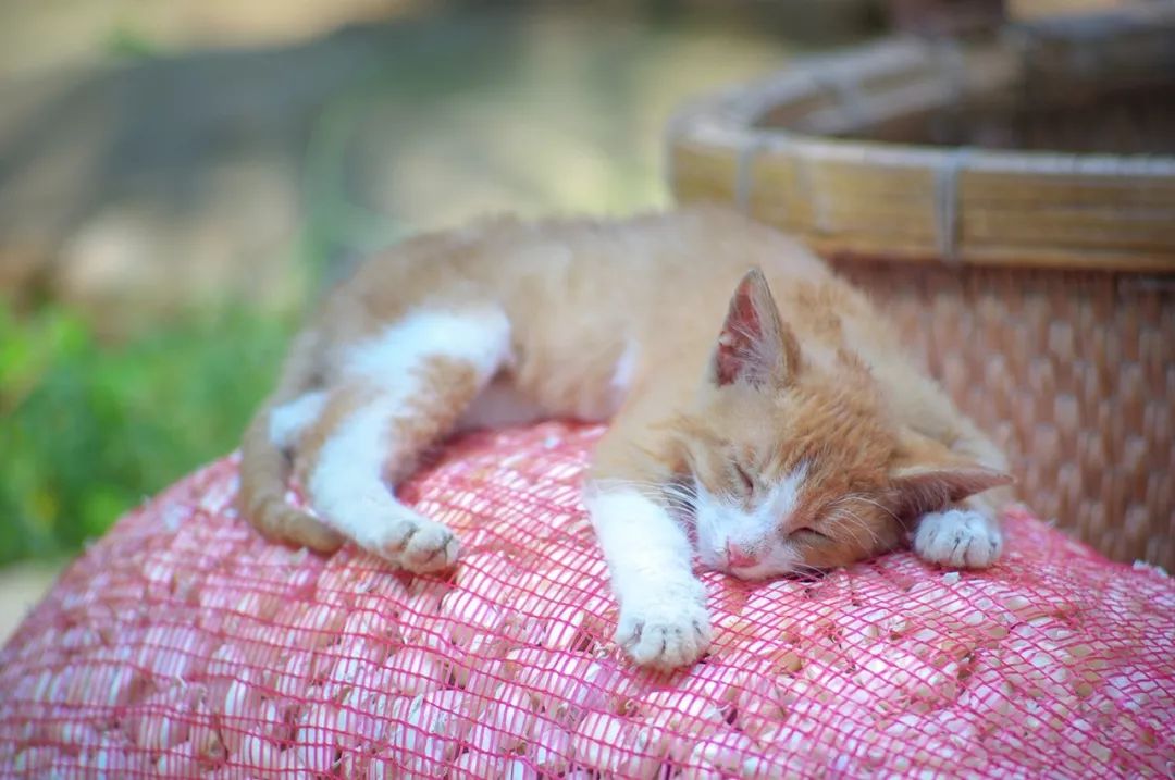 按吨起步支援湖北,背后是世界第一硬核蔬菜大国