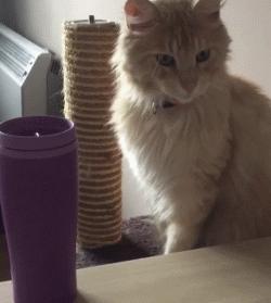 放假了猫咪带不走怎么办,过年了猫带不回去怎么办