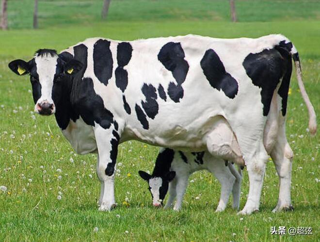 奶牛为什么那么笨,奶牛猫看起来不太聪明