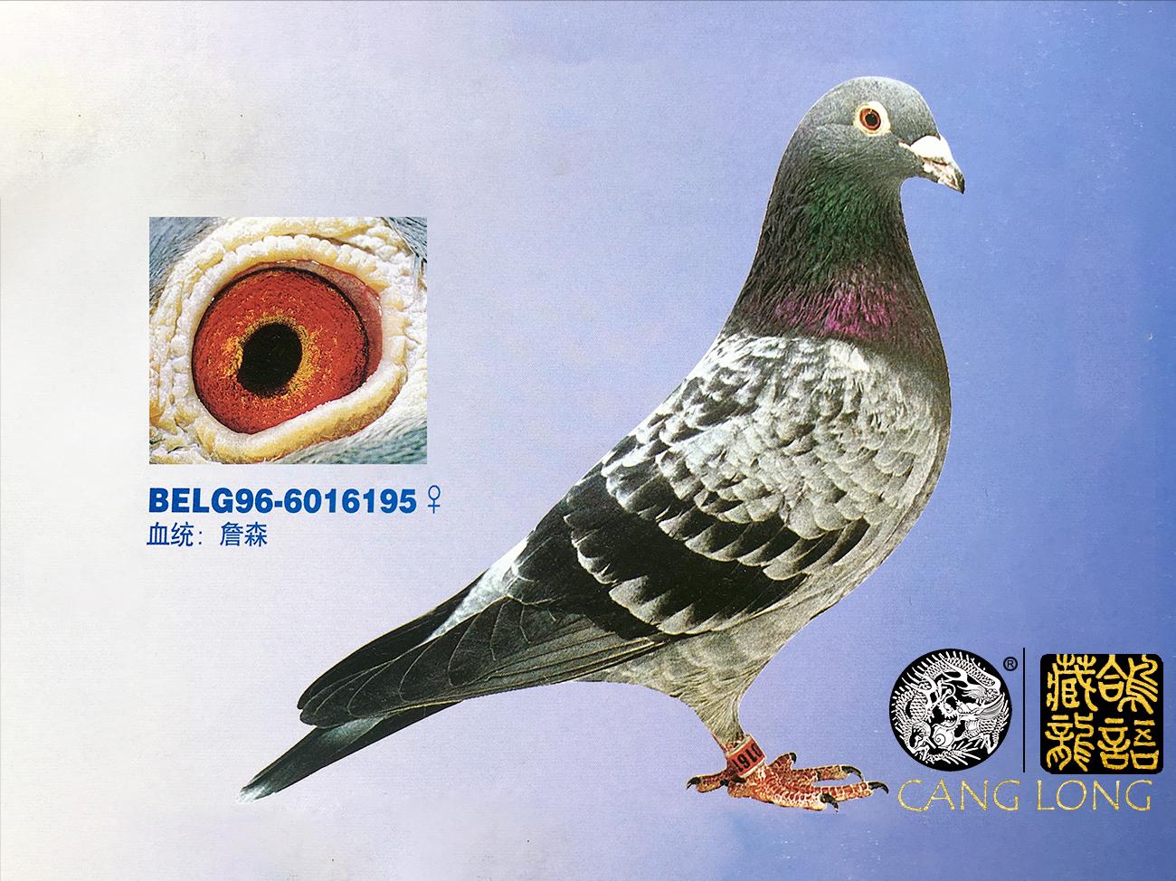 小白鸽难度怎么样,赛鸽浅白砂眼图