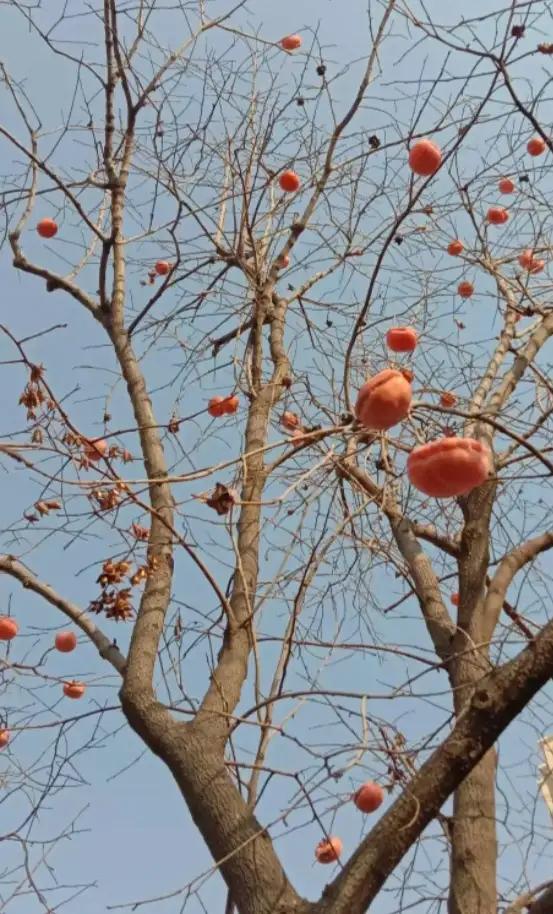 摘柿子为什么要留一个,摘柿子为什么会留一些在树上