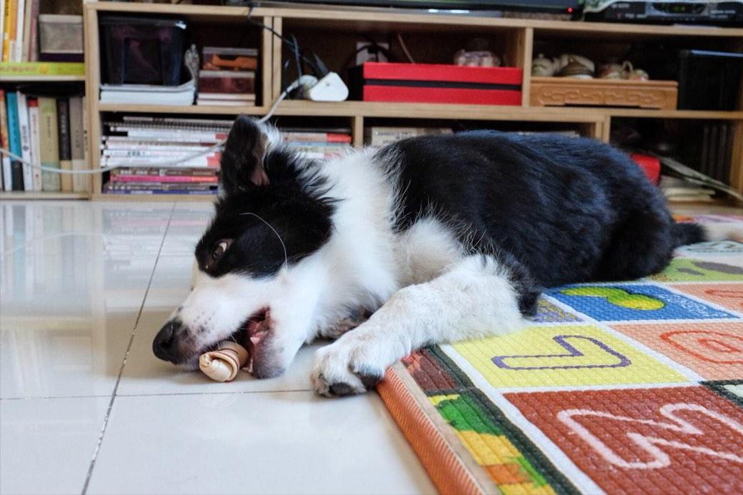 养一个边牧一年大概需要多少费用,养边牧一年费用多少钱