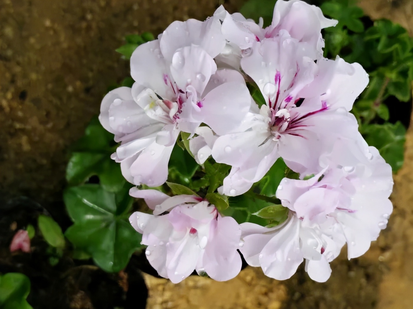 这种花别乱浇水水越多越不开花,这种花不怕冷好养易活