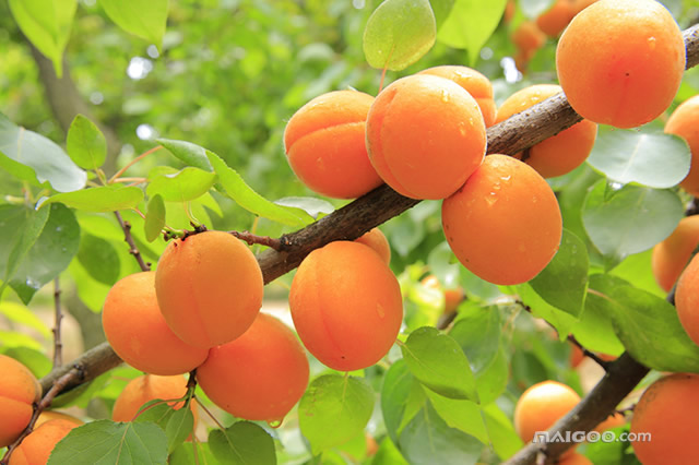 沈阳好去处17个金牌采摘园,辽宁10月采摘去哪