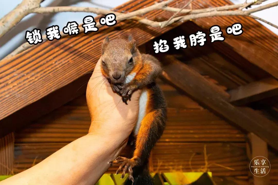 19.9包邮毛绒羊驼,羊驼9.9元秒杀直播