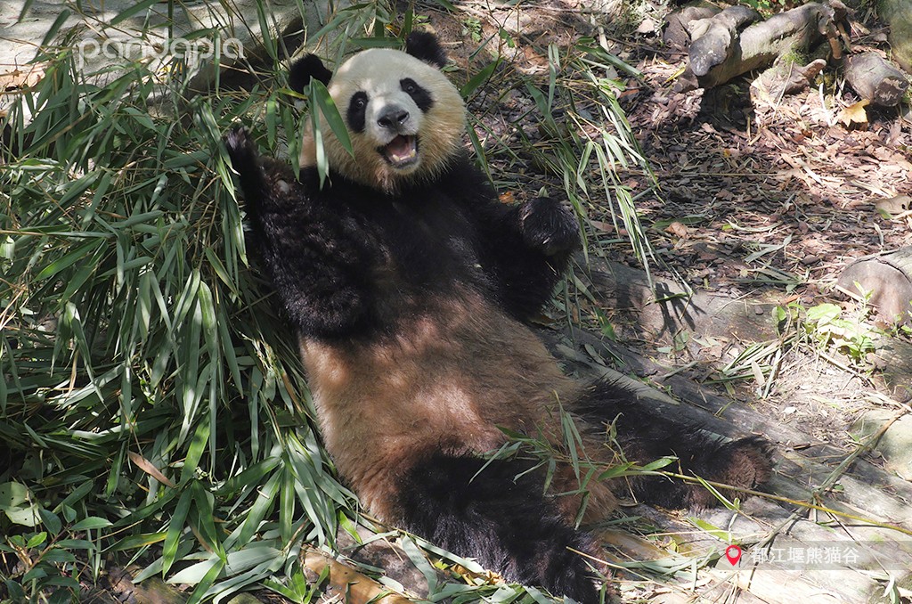 熊猫儿本人照片,熊猫儿图片