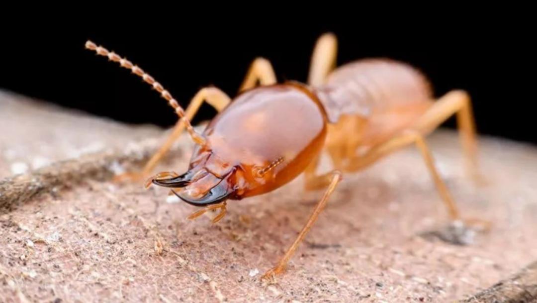 黑柄炭角菌长树上,黑柄炭角菌可食吗