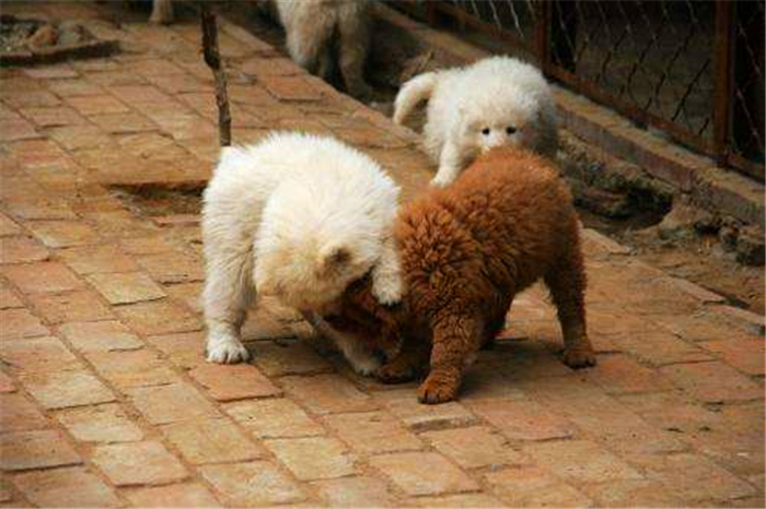 狗狗生理期又没有公狗怎么办,狗狗生理期公狗怎么知道