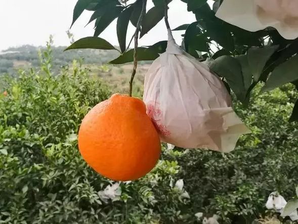 蒲江春见耙耙柑不知火丑柑,春见耙耙柑和耙耙柑有什么区别