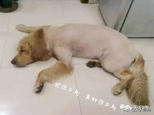 狗狗身上有异味用什么药能治,狗狗身上的跳蚤怎么去除