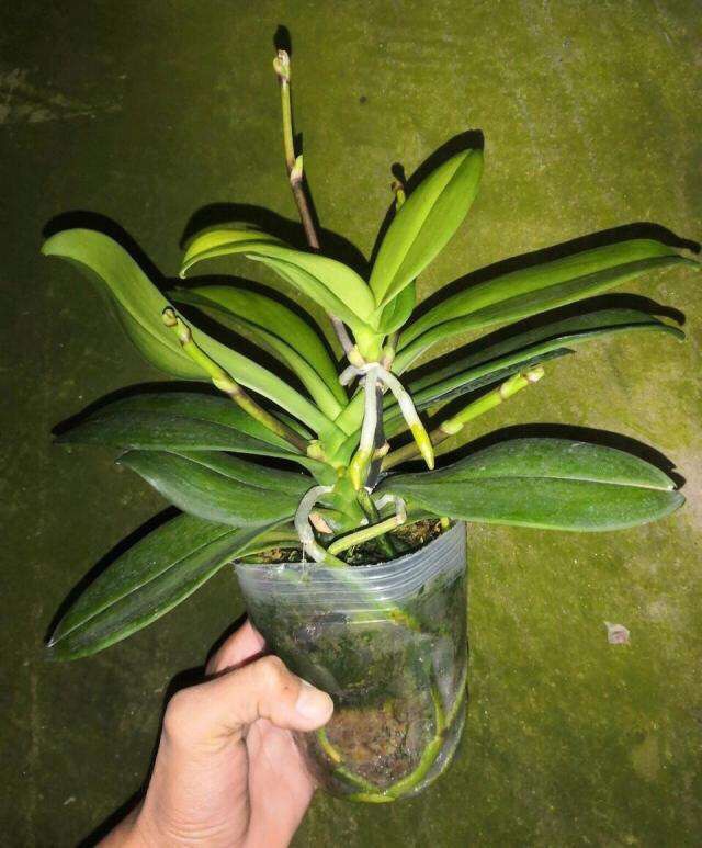 蝴蝶兰的根壮,蝴蝶兰的根壮但是前面根是黑色的