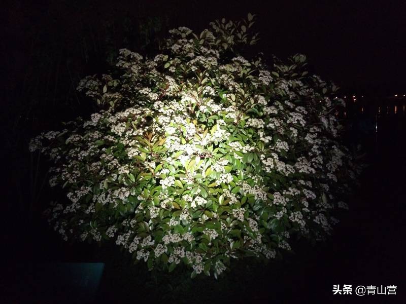 ta15手电,纳丽德ta10手电评测