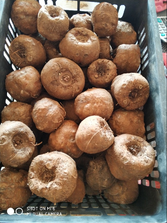 2023年魔芋种植有前景吗,魔芋的种植技术全部过程