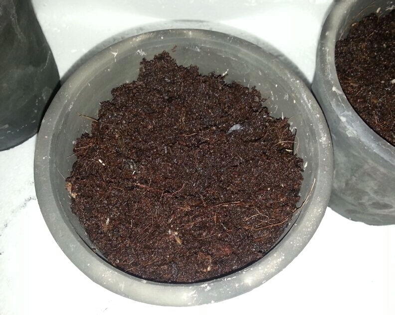 君子兰种子可以用椰糠培育吗,干透的君子兰种子怎样播种