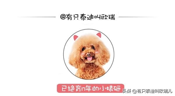 萌狐游乐场！狐狸夜闯花园大玩弹跳床翻滚跳跃萌翻天！