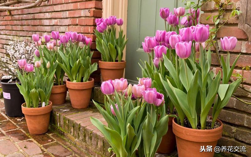 郁金香让它开花用控水吗,郁金香的球茎种子怎么保存到春天
