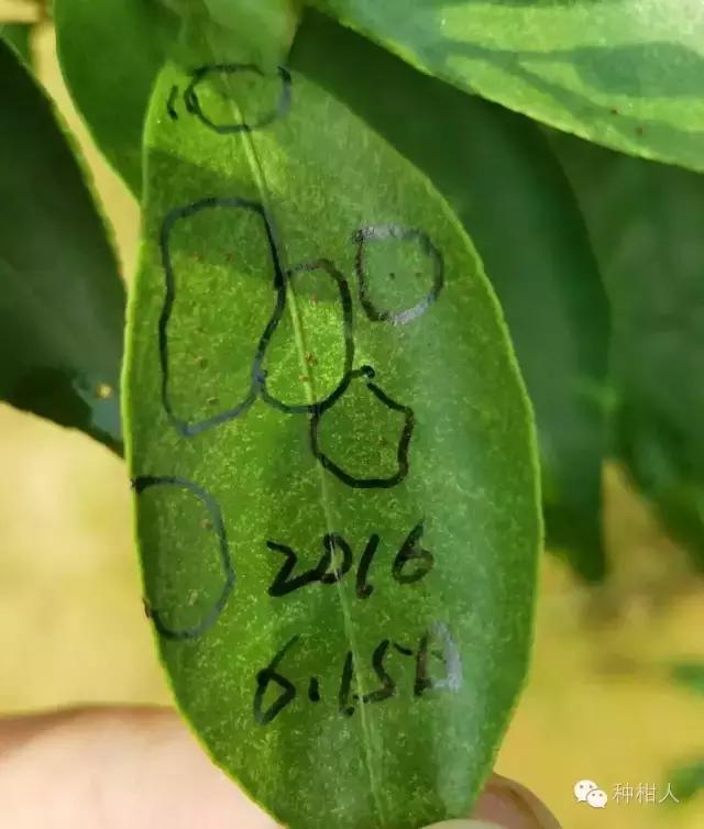 防治柑橘红蜘蛛药剂的药效评价,柑橘使用代森锰锌复配红蜘蛛药剂