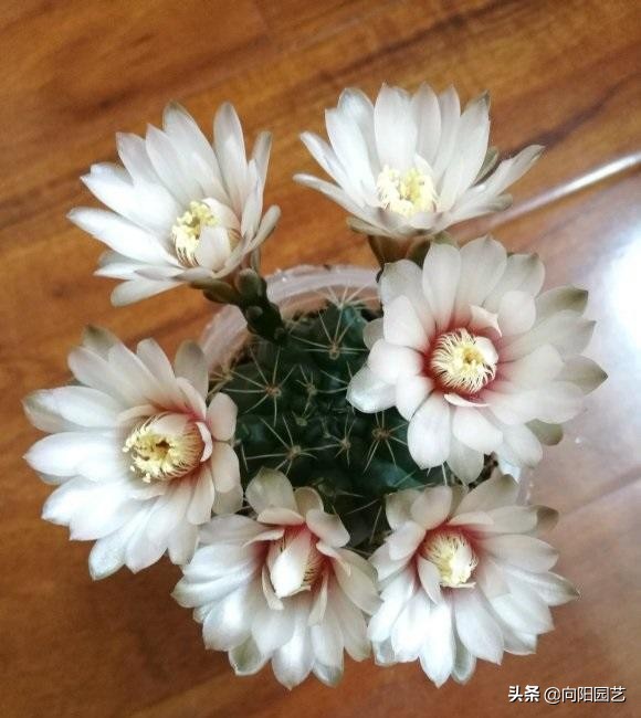 冬天室内养仙人球如何防徒长,哪一个品种的仙人球最好养