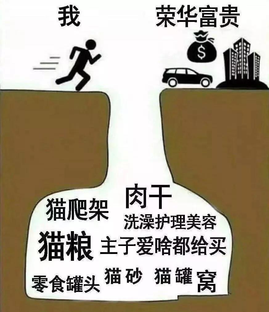 本以为养猫是为了不孤单,以为单身就可以自由