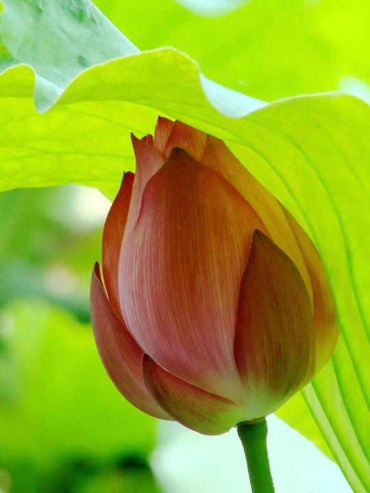 夏荷雅韵舞蹈,夏荷雅韵视频