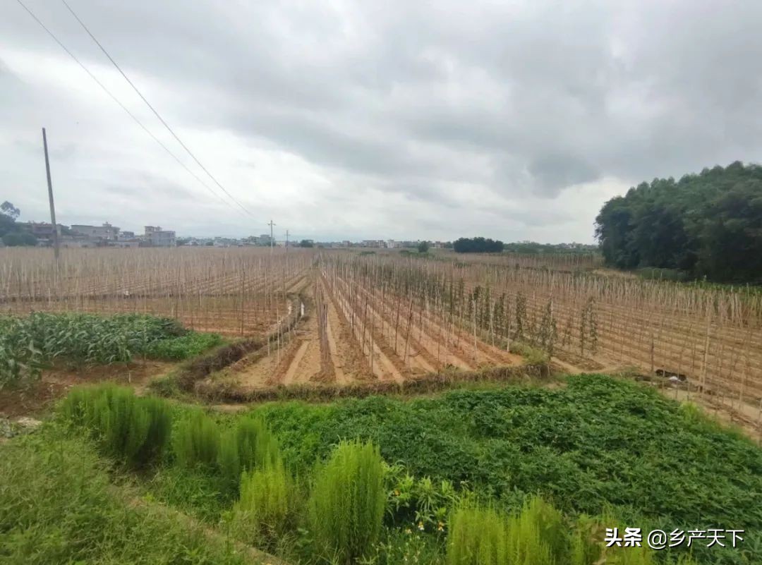 彭掌柜潮汕,革新街彭掌柜