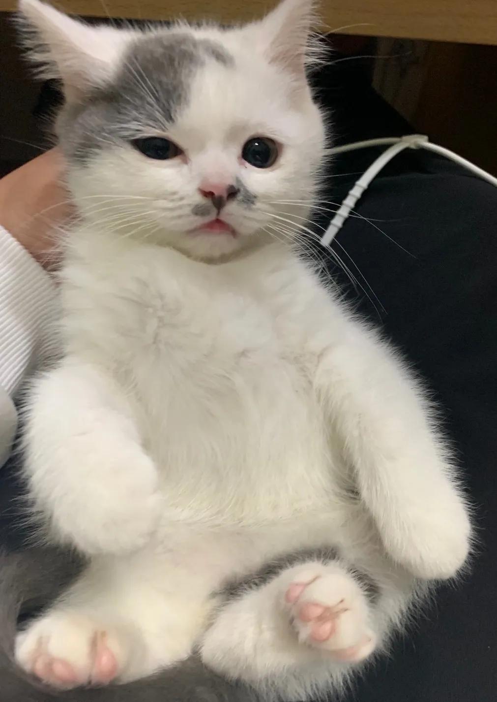 和宠物交流说什么,和宠物谈恋爱