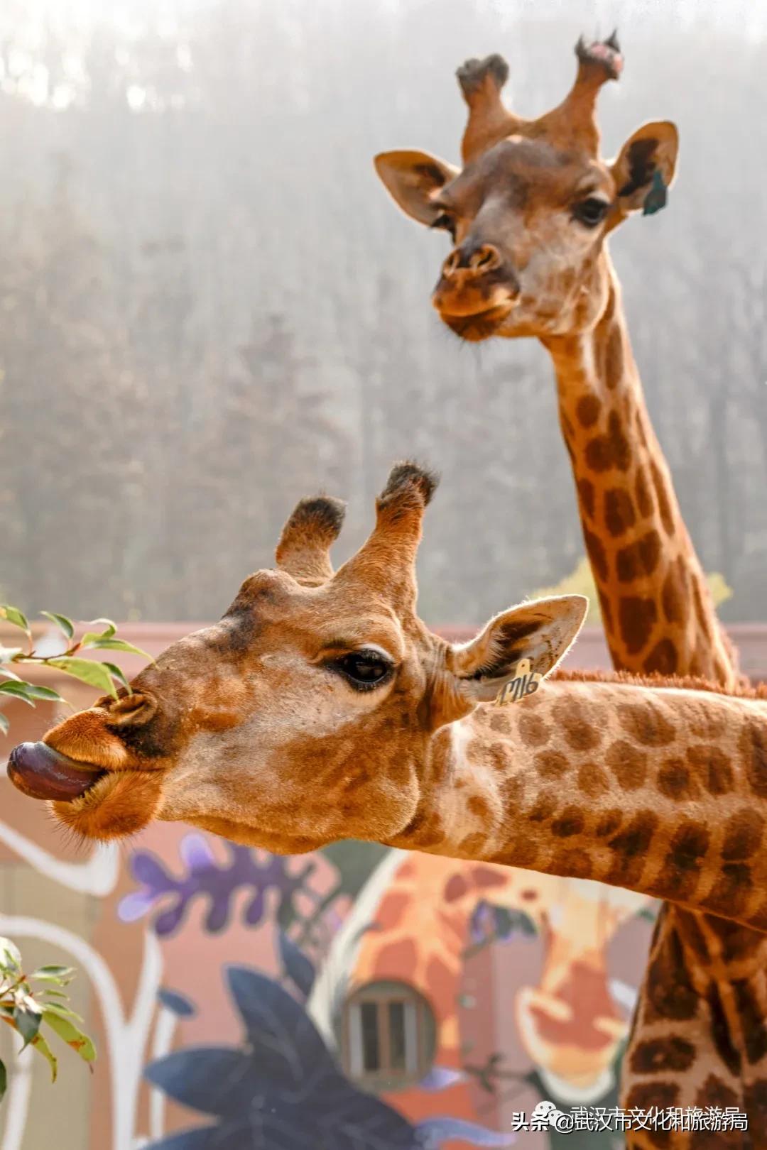 蔡甸区游玩,蔡甸在哪里