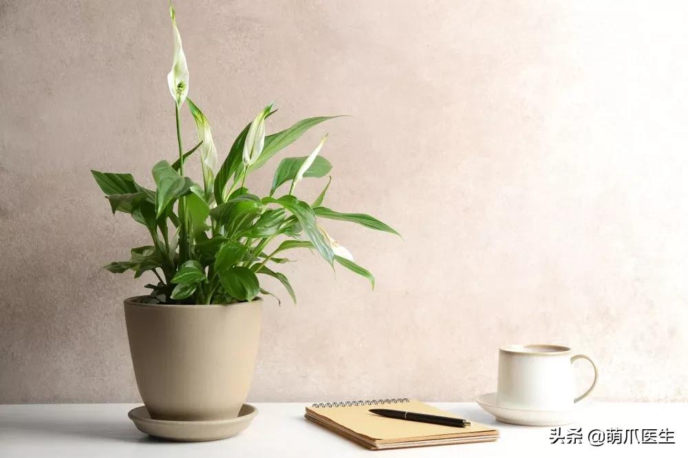 猫狗不能吃米吗,猫狗不能吃人类调料吗