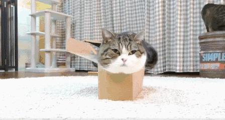 为什么养猫的人越养越多,养猫人越早知道对猫咪越好的事情