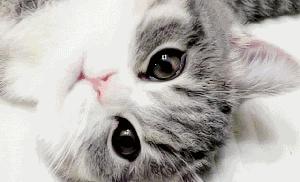 这5种猫堪称白眼狼养了也白养,这5种猫很忠诚一辈子值得养一只