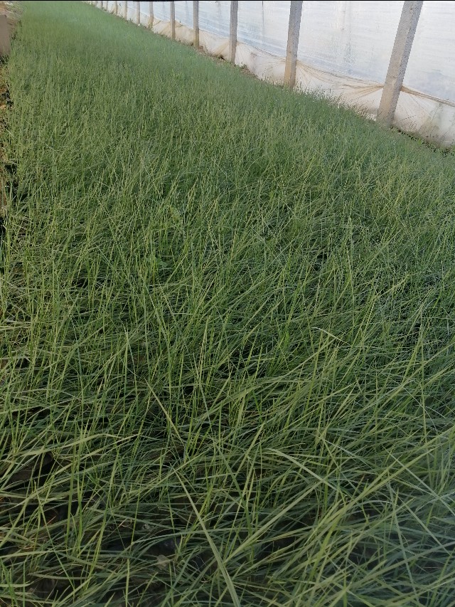 青州市芳润花海景观草花苗木,青州草花地被苗木供应