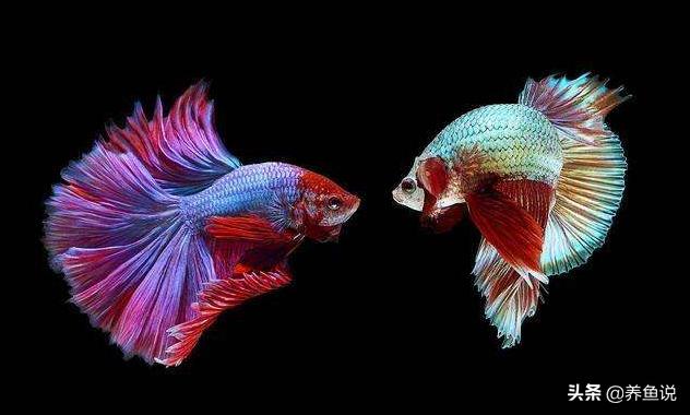 泰国斗鱼孵化后几天取出公斗鱼,中国斗鱼和泰国斗鱼能一起养吗