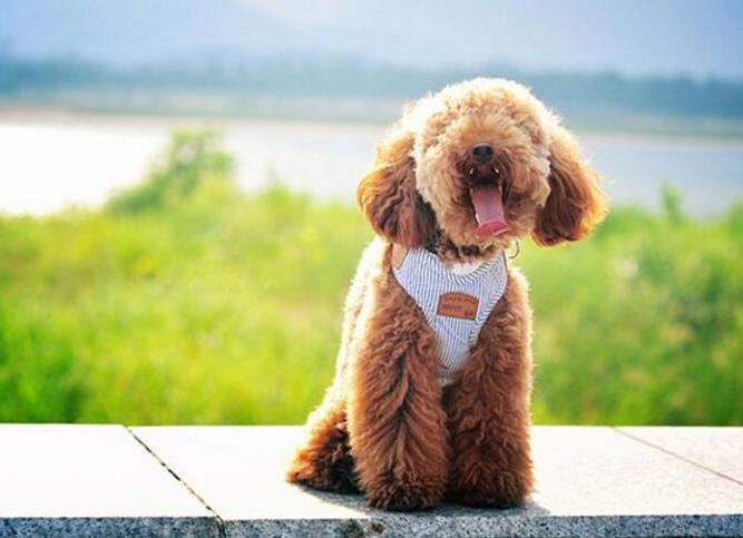 泰迪犬吃什么毛发多又亮,泰迪毛发不好吃什么狗粮好