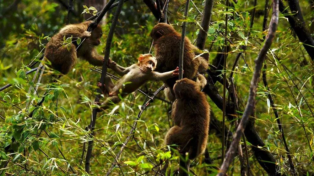成都自驾百里杜鹃旅游攻略,万亩杜鹃花在青山幽谷