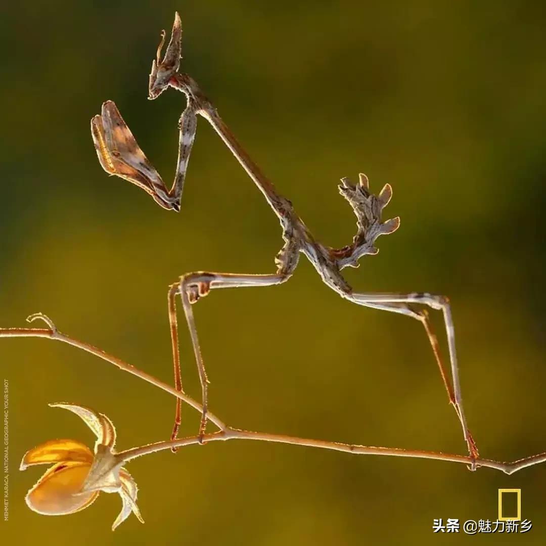 摄影欣赏:大开眼界,美国国家地理拉美官网的精彩大片